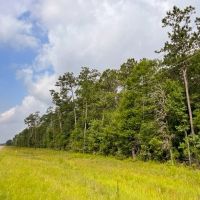 LA - West Carroll 80 acres - images 4