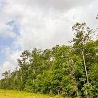 LA - West Carroll 80 acres - images 5