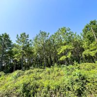 120 Acres with a Camp in Hamilton County Tennessee images 4