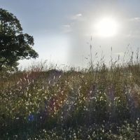 Hillsdale Ranch images 2