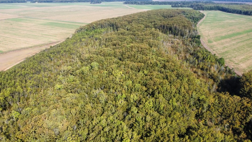 46.1 Acres in Holmes County MS - Horseshoe Brake featured image