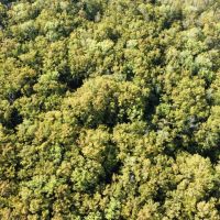 46.1 Acres in Holmes County MS - Horseshoe Brake images 3