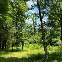 91 - acres of prime recreational land images 2