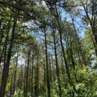 91 - acres of prime recreational land images 3