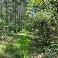 91 - acres of prime recreational land images 5