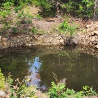 20 - Buffalo Mountain Woods images 2