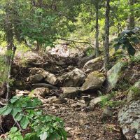20 - Buffalo Mountain Woods images 3