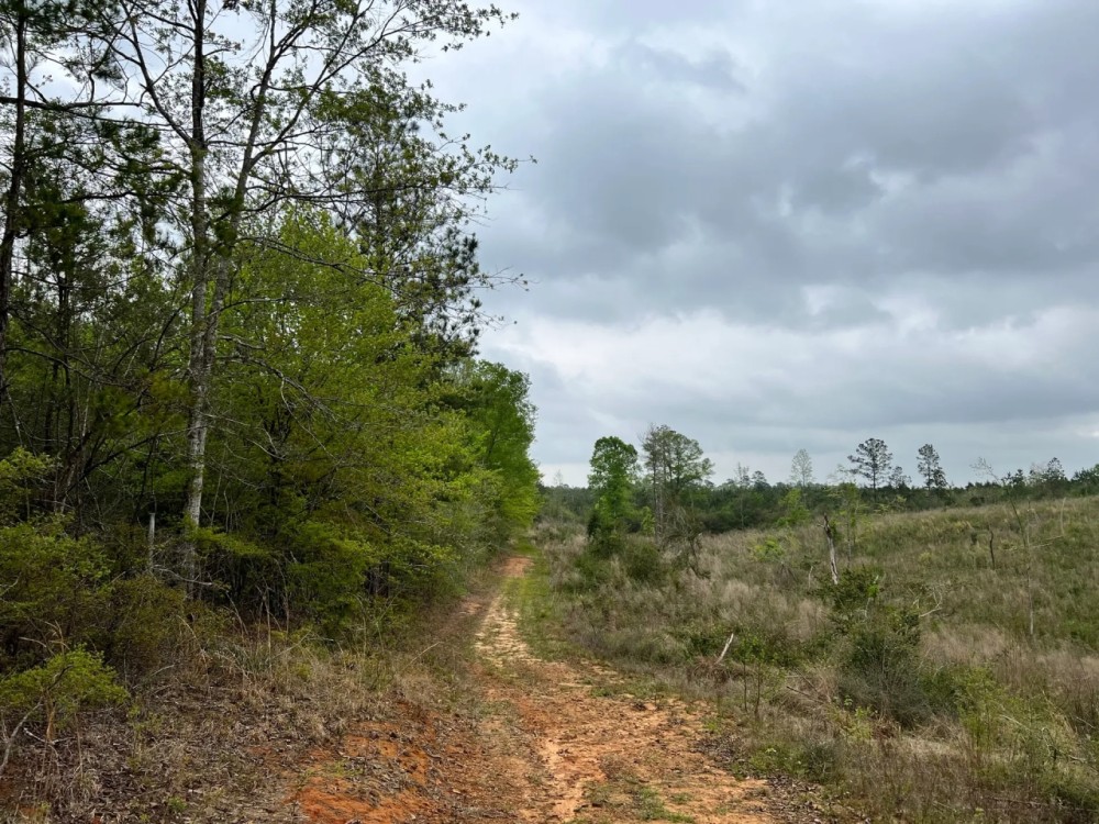 80 Acres in Walthall County MS featured image