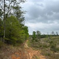 80 Acres in Walthall County MS