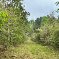80 Acres in Walthall County MS images 2
