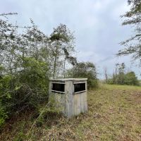 80 Acres in Walthall County MS images 3