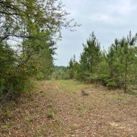 80 Acres in Walthall County MS images 4