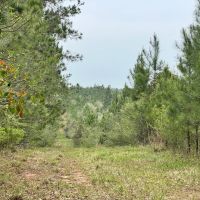 80 Acres in Walthall County MS images 5