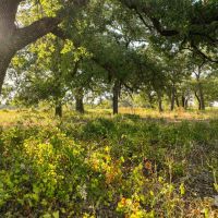 New Listing 72 - Acres Comanche County