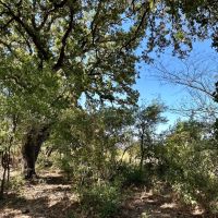 New Listing 72 - Acres Comanche County images 3