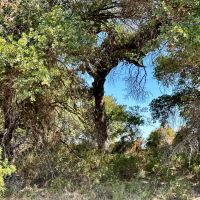 New Listing 72 - Acres Comanche County images 4