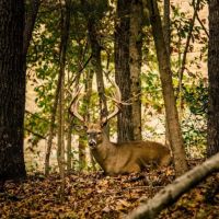 Premier Private Hunting Retreat For Sale In Southern Missouri images 4
