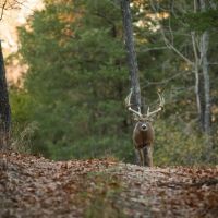 Premier Private Hunting Retreat For Sale In Southern Missouri images 5