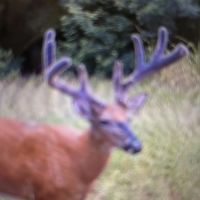 Sandy Creek Ranch images 4