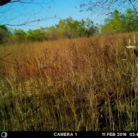 Alfalfa County Whitetail Deer Lease