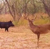 NOT HUNTED LAST YEAR, 550 acre Lease Leakey/Rio Frio