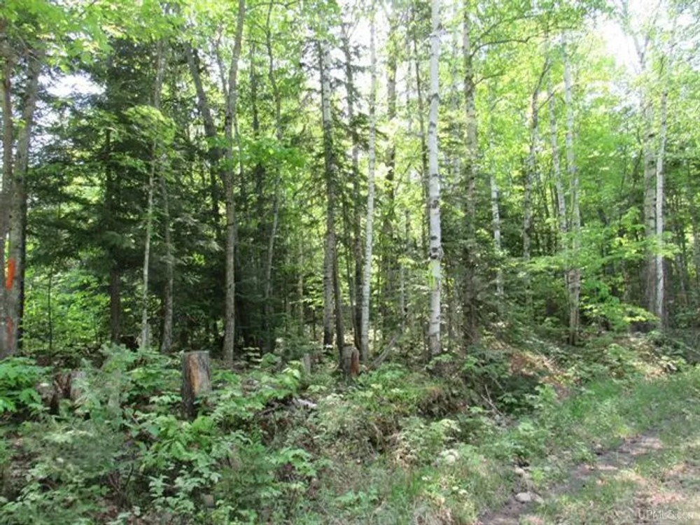 Remote Wooded 119 Acres 50117611 featured image