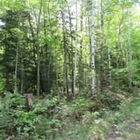 Remote Wooded 119 Acres 50117611