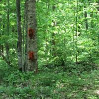 Remote Wooded 119 Acres 50117611 images 2
