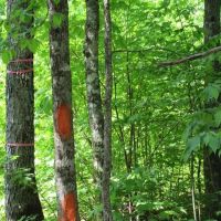 Remote Wooded 119 Acres 50117611 images 3