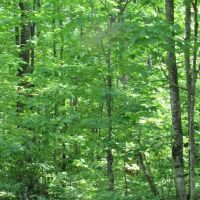 Remote Wooded 119 Acres 50117611 images 4