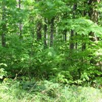 Remote Wooded 119 Acres 50117611 images 5