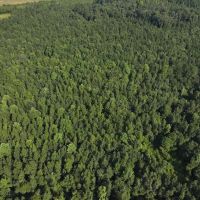 4.26 acres of Recreational Land and Possible Homestead For Sale in Duplin County NC images 3