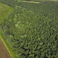 4.26 acres of Recreational Land and Possible Homestead For Sale in Duplin County NC images 4