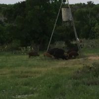 Land for sale in Smith Ranch - Lampasas images 4