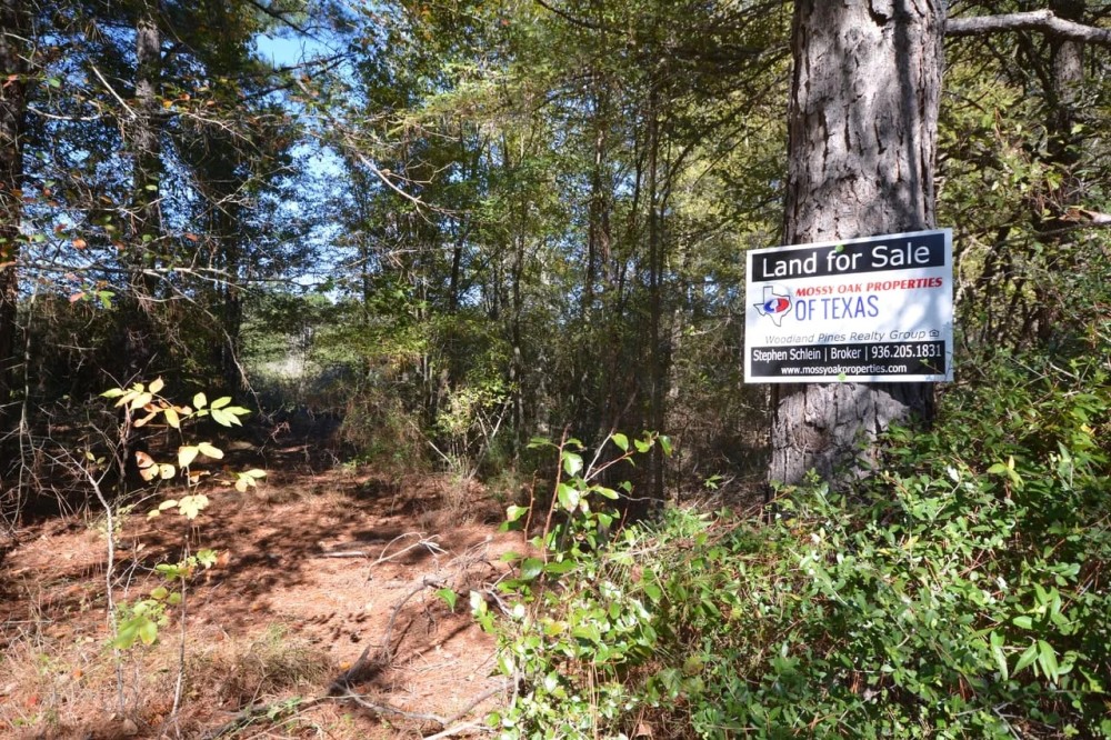 Secluded 20.87-Acre Pine Timber Retreat with US Forest Service Surroundings featured image