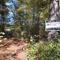 Secluded 20.87-Acre Pine Timber Retreat with US Forest Service Surroundings