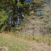 Secluded 20.87-Acre Pine Timber Retreat with US Forest Service Surroundings images 2