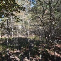 Secluded 20.87-Acre Pine Timber Retreat with US Forest Service Surroundings images 3