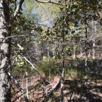 Secluded 20.87-Acre Pine Timber Retreat with US Forest Service Surroundings images 4