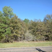 Secluded 20.87-Acre Pine Timber Retreat with US Forest Service Surroundings images 5