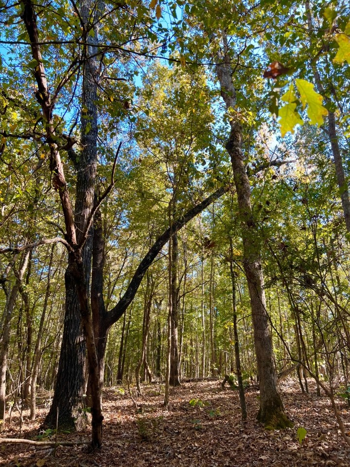 135.5 Acres in Montgomery County MS featured image