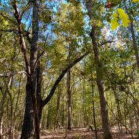 135.5 Acres in Montgomery County MS