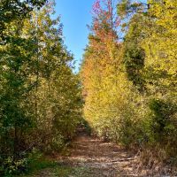 135.5 Acres in Montgomery County MS images 2