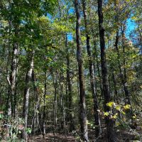 135.5 Acres in Montgomery County MS images 3