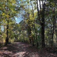 135.5 Acres in Montgomery County MS images 4