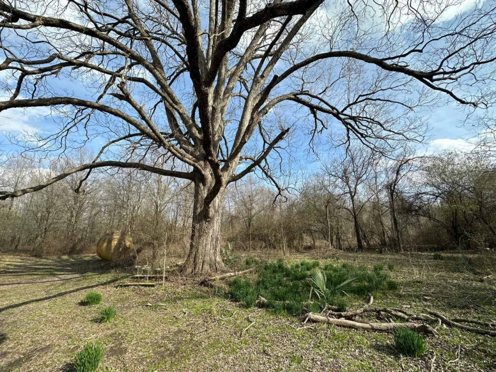 LA - West Carroll 80 acres - featured image