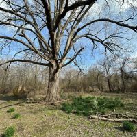 LA - West Carroll 80 acres -