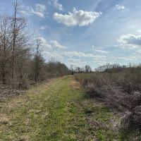 LA - West Carroll 80 acres - images 2