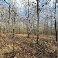 LA - West Carroll 80 acres - images 3
