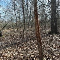 LA - West Carroll 80 acres - images 5